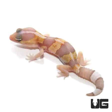 Baby Tangerine Albino Fat Tail Geckos For Sale - Underground Reptiles