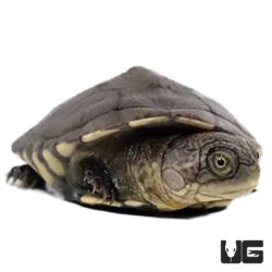 Baby West African Mud Turtles (Pelusios castaneus) For Sale ...