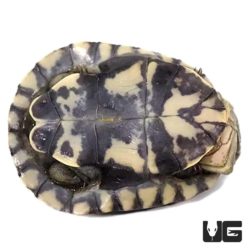Baby West African Mud Turtles For Sale - Underground Reptiles