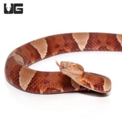 Broad Banded Copperhead Snakes (Agkistrodon contortrix) For Sale - Underground Reptiles