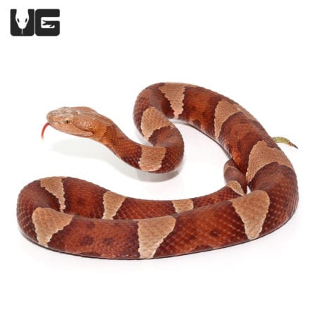 Broad Banded Copperhead Snakes (Agkistrodon contortrix) For Sale - Underground Reptiles