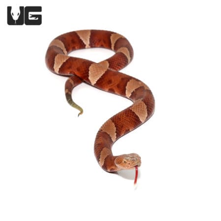 Broad Banded Copperhead Snakes (Agkistrodon contortrix) For Sale - Underground Reptiles