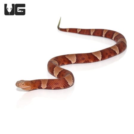 Broad Banded Copperhead Snakes (Agkistrodon contortrix) For Sale - Underground Reptiles