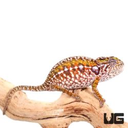 Carpet Chameleons For Sale - Underground Reptiles