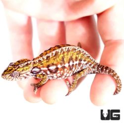 Carpet Chameleons For Sale - Underground Reptiles
