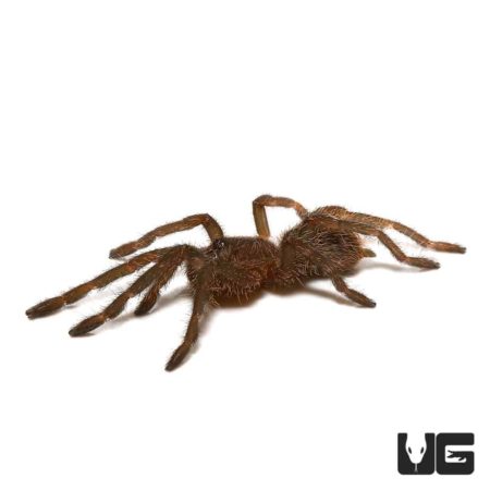 Cobalt Blue Emerald Green Tarantula (Haplopelma lividum) For Sale - Underground Reptiles