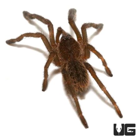 Cobalt Blue Emerald Green Tarantula (Haplopelma lividum) For Sale - Underground Reptiles