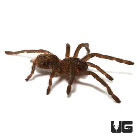 Cobalt Blue Emerald Green Tarantula (Haplopelma lividum) For Sale - Underground Reptiles