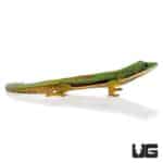 Gold Dust Day Geckos For Sale - Underground Reptiles