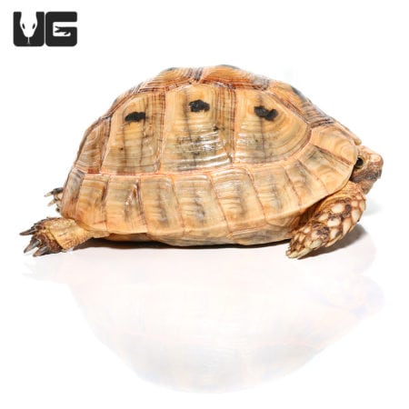 Female Golden Greek Tortoise #1 (Testudo graeca) For Sale - Underground Reptiles