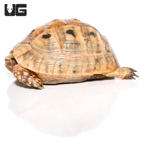 Golden Greek Tortoises For Sale - Underground Reptiles