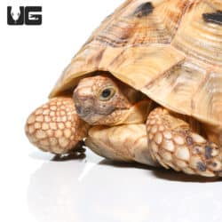 Female Golden Greek Tortoise #1 (Testudo graeca) For Sale - Underground Reptiles