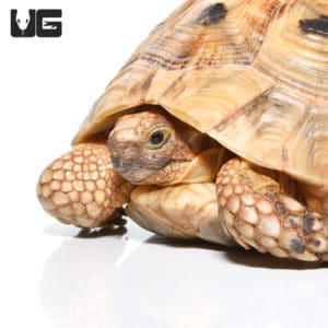 Golden Greek Tortoises For Sale - Underground Reptiles