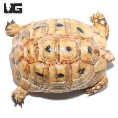 Female Golden Greek Tortoise resting on a white background.