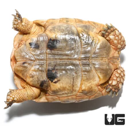 Female Golden Greek Tortoise showcasing detailed shell and limbs.