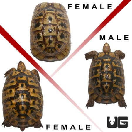 Giant Greek Tortoises (Testudo graeca) For Sale - Underground Reptiles