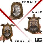 Giant Greek Tortoises (Testudo graeca) For Sale - Underground Reptiles