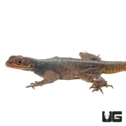Madagascan Spiny Tail Iguanas (Grandidieri) For Sale - Underground Reptiles
