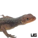 Madagascan Spiny Tail Iguanas (Grandidieri) For Sale - Underground Reptiles