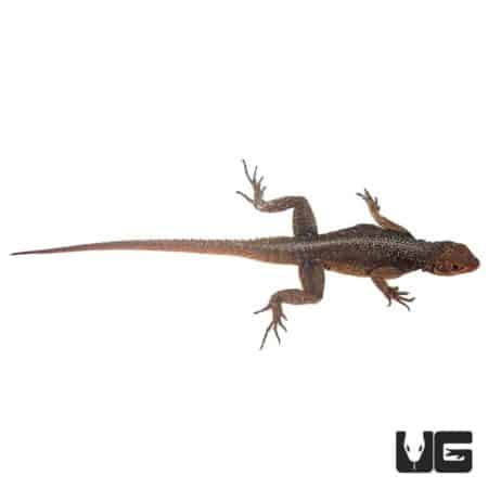 Madagascan Spiny Tail Iguanas (Grandidieri) For Sale - Underground Reptiles