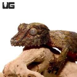 Mossy Leaf Tailed Geckos For Sale - Underground Reptiles