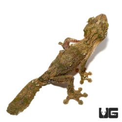 Mossy Leaf Tailed Geckos For Sale - Underground Reptiles
