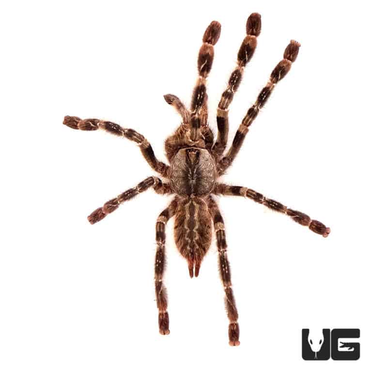 Mysore Ornamental Tarantula (1.5 2'') Underground Reptiles