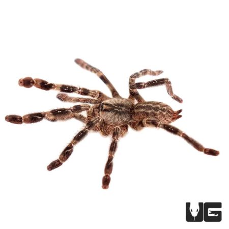 Mysore Ornamental Tarantula (Poecilotheria striata) For Sale - Underground Reptiles