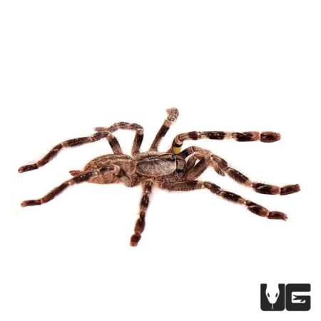 Mysore Ornamental Tarantula (1.5 - 2'') - Underground Reptiles