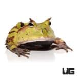 Adult Green Suriname Horned Frog for sale - Underground Reptiles