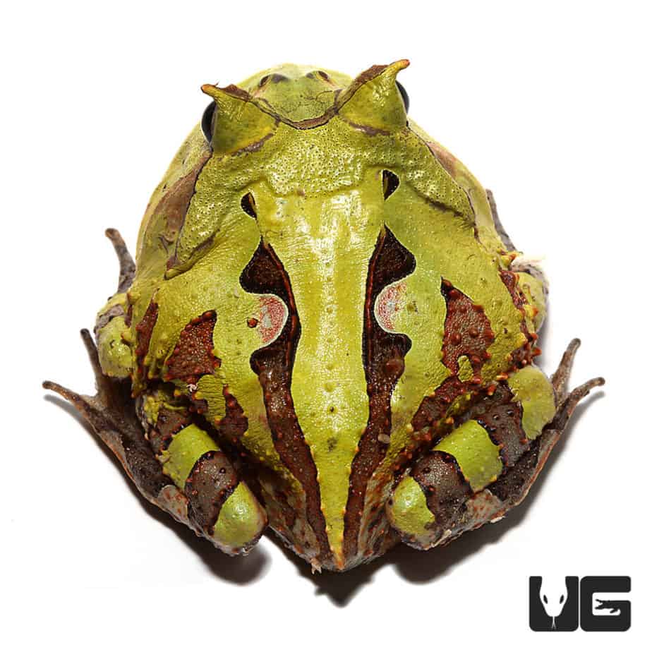 Adult Green Suriname Horned Frog for sale Underground Reptiles