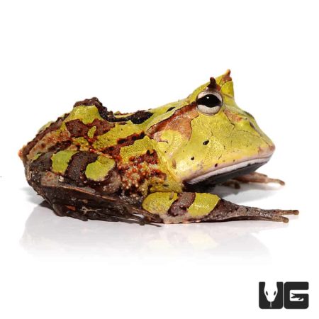 Adult Green Suriname Horned Frog for sale - Underground Reptiles