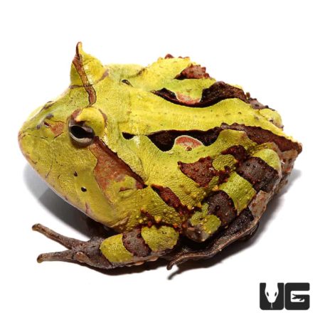 Adult Green Suriname Horned Frog for sale - Underground Reptiles