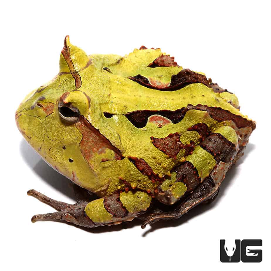 Adult Green Suriname Horned Frog for sale Underground Reptiles