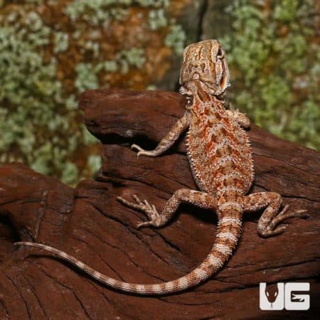 Baby Champagne Bearded Dragons (Pogona vitticeps) For Sale - Underground Reptiles