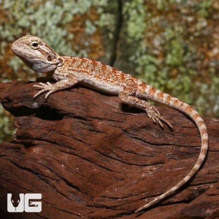 Baby Champagne Bearded Dragon on a log, showcasing its vibrant coloration.