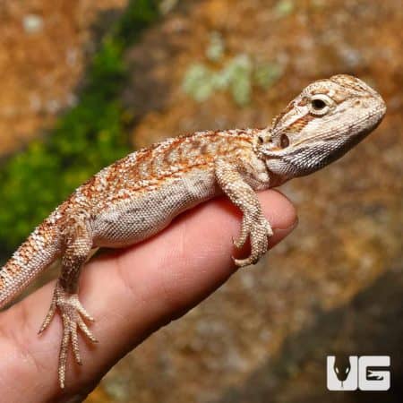 Baby Champagne Bearded Dragon on hand, showcasing vibrant coloration.