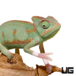 Baby Translucent Veiled Chameleons For Sale - Underground Reptiles