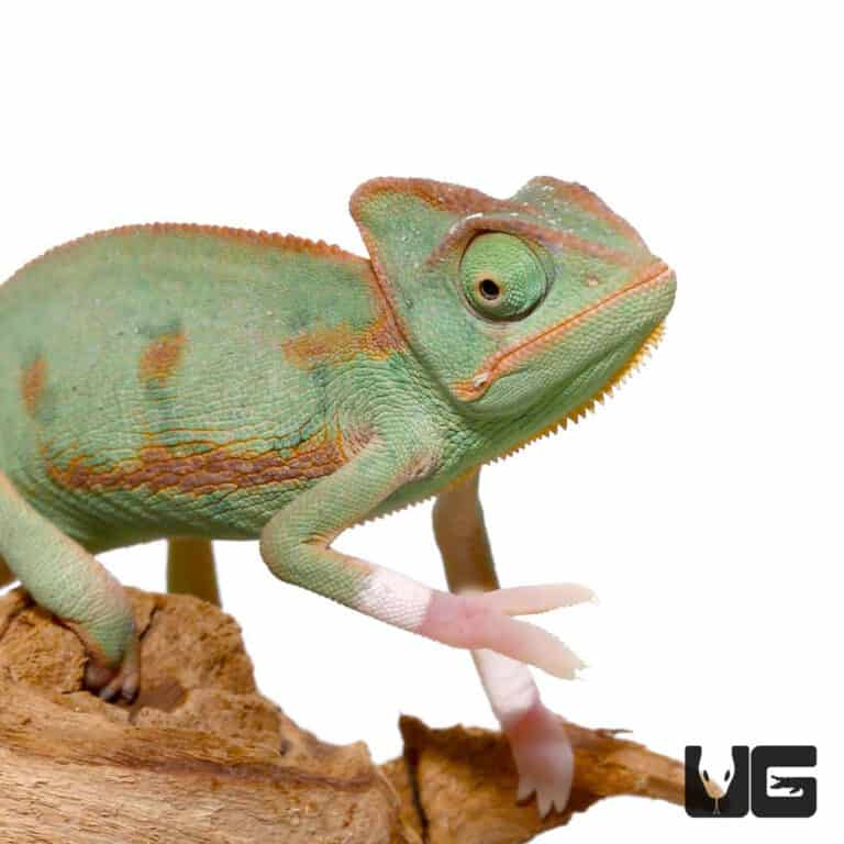 super translucent veiled chameleon for sale