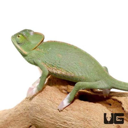 Baby Translucent Veiled Chameleons For Sale - Underground Reptiles