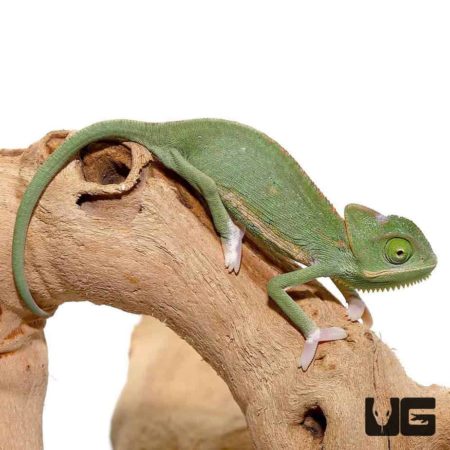 Baby Translucent Veiled Chameleons For Sale - Underground Reptiles
