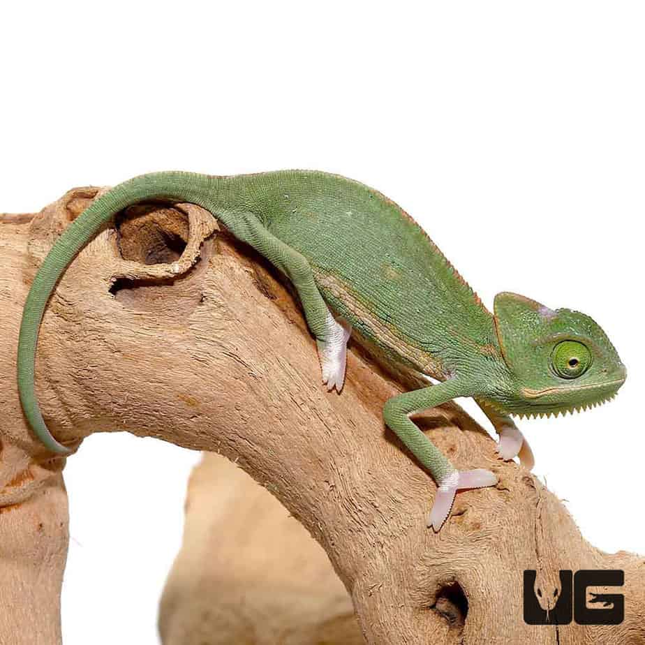 Baby Translucent Veiled Chameleons For Sale Underground Reptiles