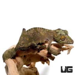 Super Mossy Leaftail Geckos For Sale - Underground Reptiles