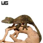 Super Mossy Leaftail Geckos For Sale - Underground Reptiles