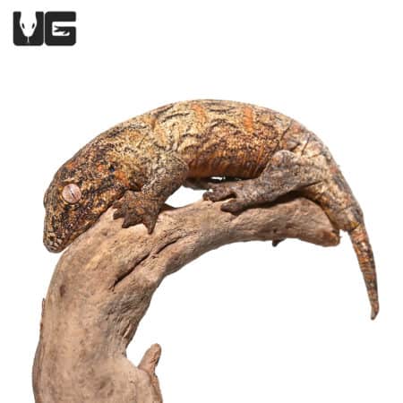 Leachianus Geckos (Rhacodactylus leachianus) For Sale - Underground Reptiles