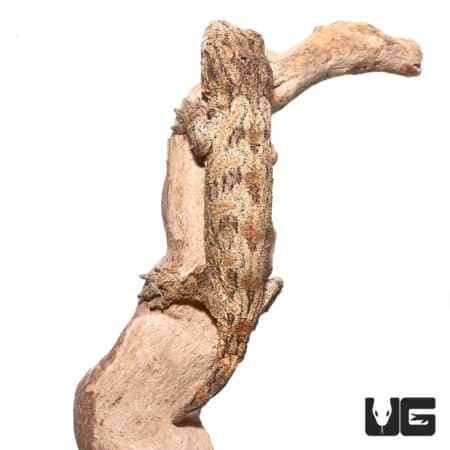 Leachianus Geckos (Rhacodactylus leachianus) For Sale - Underground Reptiles