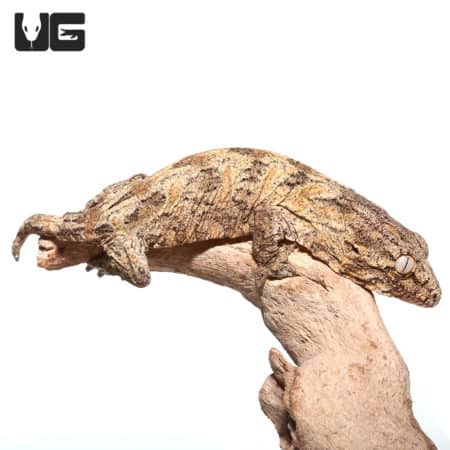 Leachianus Geckos (Rhacodactylus leachianus) For Sale - Underground Reptiles