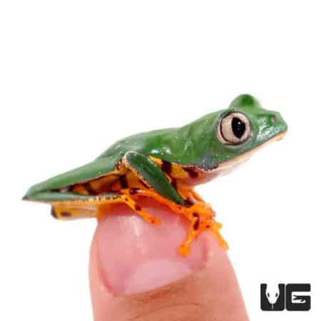 Super Tigerleg Monkey Tree Frogs (Phyllomedusa tomopterna) For Sale