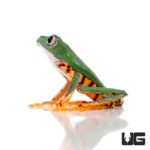 Super Tigerleg Monkey Tree Frogs For Sale - Underground Reptiles