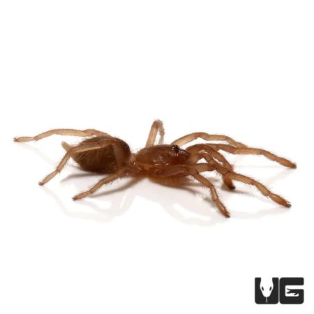 Thailand Dwarf Earth Tiger Tarantula (Phlogiellus moniqueverdezae) For Sale - Underground Reptiles